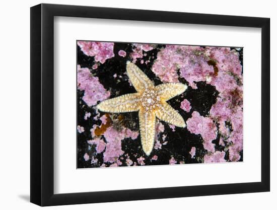 Common starfish, Farne Islands, Northumberland, UK-Alex Mustard-Framed Photographic Print