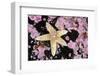 Common starfish, Farne Islands, Northumberland, UK-Alex Mustard-Framed Photographic Print