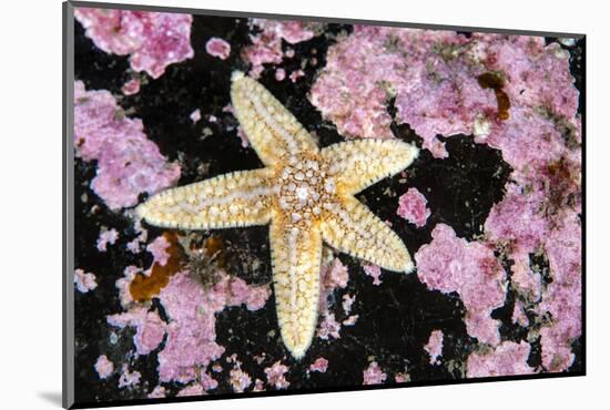 Common starfish, Farne Islands, Northumberland, UK-Alex Mustard-Mounted Photographic Print