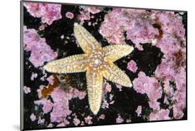 Common starfish, Farne Islands, Northumberland, UK-Alex Mustard-Mounted Photographic Print