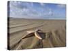 Common Starfish Washed Up on Beach, Norfolk, UK, November 2008-Gary Smith-Stretched Canvas