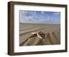 Common Starfish Washed Up on Beach, Norfolk, UK, November 2008-Gary Smith-Framed Photographic Print