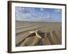 Common Starfish Washed Up on Beach, Norfolk, UK, November 2008-Gary Smith-Framed Photographic Print