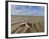 Common Starfish Washed Up on Beach, Norfolk, UK, November 2008-Gary Smith-Framed Photographic Print