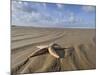 Common Starfish Washed Up on Beach, Norfolk, UK, November 2008-Gary Smith-Mounted Photographic Print