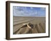 Common Starfish Washed Up on Beach, Norfolk, UK, November 2008-Gary Smith-Framed Photographic Print