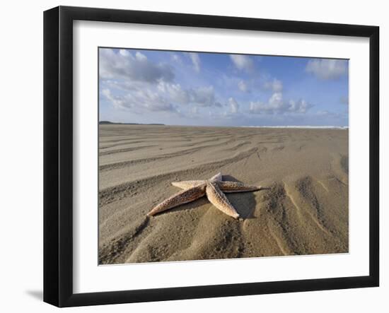 Common Starfish Washed Up on Beach, Norfolk, UK, November 2008-Gary Smith-Framed Photographic Print