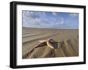 Common Starfish Washed Up on Beach, Norfolk, UK, November 2008-Gary Smith-Framed Photographic Print