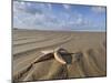 Common Starfish Washed Up on Beach, Norfolk, UK, November 2008-Gary Smith-Mounted Photographic Print