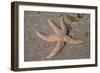 Common Starfish-null-Framed Photographic Print