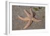 Common Starfish-null-Framed Photographic Print