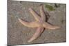 Common Starfish-null-Mounted Photographic Print