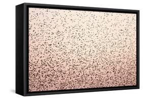 Common Starling Flock-null-Framed Stretched Canvas