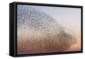 Common Starling Flock-null-Framed Stretched Canvas