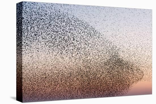 Common Starling Flock-null-Stretched Canvas