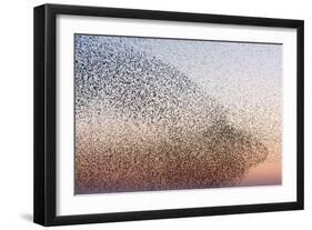 Common Starling Flock-null-Framed Photographic Print