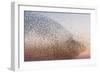 Common Starling Flock-null-Framed Photographic Print
