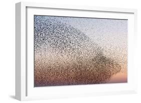 Common Starling Flock-null-Framed Photographic Print