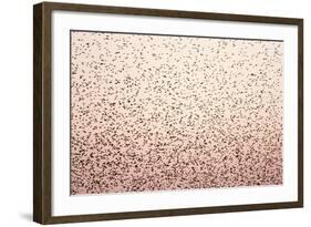 Common Starling Flock-null-Framed Photographic Print