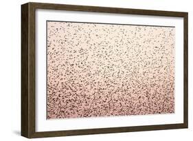 Common Starling Flock-null-Framed Photographic Print