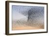 Common Starling Flock-null-Framed Photographic Print