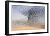 Common Starling Flock-null-Framed Photographic Print