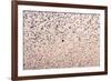 Common Starling Flock-null-Framed Photographic Print