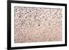 Common Starling Flock-null-Framed Photographic Print