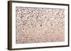 Common Starling Flock-null-Framed Photographic Print