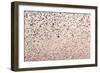 Common Starling Flock-null-Framed Photographic Print