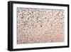 Common Starling Flock-null-Framed Photographic Print