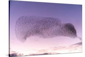 Common starling murmuration, The Netherlands-David Pattyn-Stretched Canvas