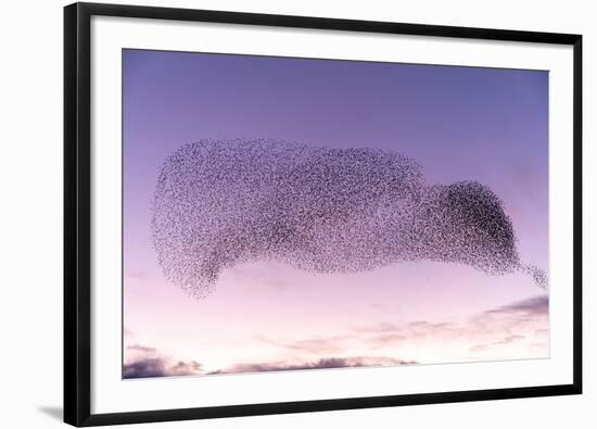 Common starling murmuration, The Netherlands-David Pattyn-Framed Photographic Print