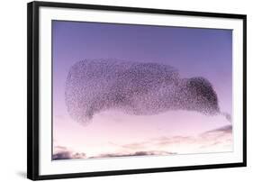 Common starling murmuration, The Netherlands-David Pattyn-Framed Photographic Print