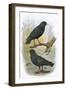 Common Starling (Top) and Intermediate Starling (Bottom)-English-Framed Giclee Print