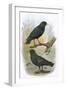 Common Starling (Top) and Intermediate Starling (Bottom)-English-Framed Giclee Print