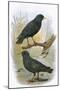 Common Starling (Top) and Intermediate Starling (Bottom)-English-Mounted Giclee Print