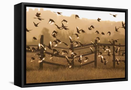 Common Starlings, Sturnus Vulgaris, Fly in a Clearing in Autumn-Alex Saberi-Framed Stretched Canvas