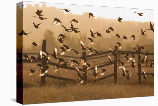 Common Starlings, Sturnus Vulgaris, Fly in a Clearing in Autumn-Alex Saberi-Stretched Canvas