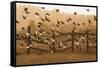 Common Starlings, Sturnus Vulgaris, Fly in a Clearing in Autumn-Alex Saberi-Framed Stretched Canvas