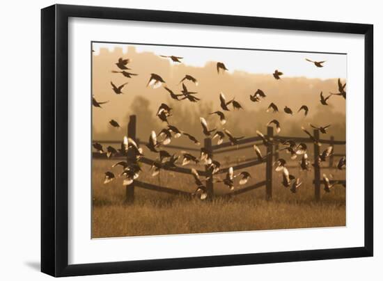 Common Starlings, Sturnus Vulgaris, Fly in a Clearing in Autumn-Alex Saberi-Framed Photographic Print