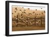 Common Starlings, Sturnus Vulgaris, Fly in a Clearing in Autumn-Alex Saberi-Framed Photographic Print