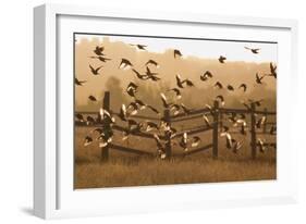 Common Starlings, Sturnus Vulgaris, Fly in a Clearing in Autumn-Alex Saberi-Framed Photographic Print