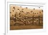 Common Starlings, Sturnus Vulgaris, Fly in a Clearing in Autumn-Alex Saberi-Framed Photographic Print