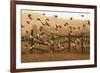 Common Starlings, Sturnus Vulgaris, Fly in a Clearing in Autumn-Alex Saberi-Framed Photographic Print