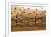 Common Starlings, Sturnus Vulgaris, Fly in a Clearing in Autumn-Alex Saberi-Framed Photographic Print