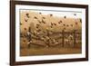 Common Starlings, Sturnus Vulgaris, Fly in a Clearing in Autumn-Alex Saberi-Framed Photographic Print