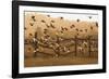 Common Starlings, Sturnus Vulgaris, Fly in a Clearing in Autumn-Alex Saberi-Framed Photographic Print