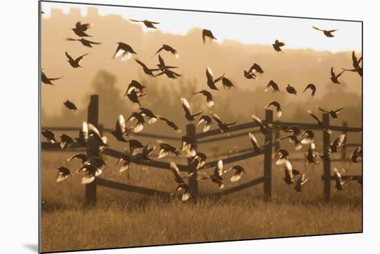 Common Starlings, Sturnus Vulgaris, Fly in a Clearing in Autumn-Alex Saberi-Mounted Photographic Print