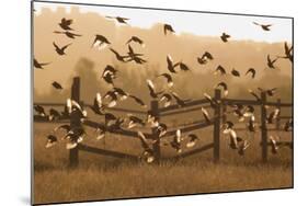 Common Starlings, Sturnus Vulgaris, Fly in a Clearing in Autumn-Alex Saberi-Mounted Photographic Print
